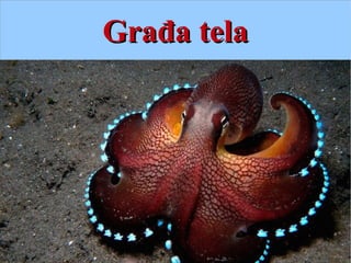 Građa telaGrađa tela
 