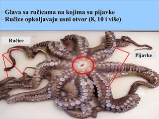 Glava sa ručicama na kojima su pijavkeGlava sa ručicama na kojima su pijavke
Ručice opkoljavaju usni otvor (8, 10 i više)Ručice opkoljavaju usni otvor (8, 10 i više)
Ručice
Pijavke
 