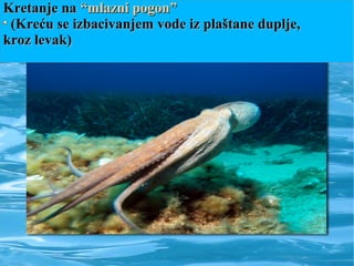 Kretanje naKretanje na “mlazni pogon”“mlazni pogon”
((Kreću se izbacivanjem vode iz plaštane duplje,Kreću se izbacivanjem vode iz plaštane duplje,
kroz levak)kroz levak)
 