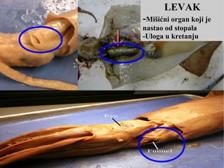 LEVAK
-Mišićni organ koji je
nastao od stopala
-Uloga u kretanju
 