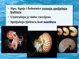 Sipe, lignje i hobotniceSipe, lignje i hobotnice nemaju spoljašnjunemaju spoljašnju
ljušturuljušturu
Unutrašnja je slabo razvijenaUnutrašnja je slabo razvijena
Spoljašnja ljuštura-kodSpoljašnja ljuštura-kod nautilusanautilusa
 