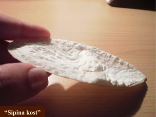 “Sipina kost”
 