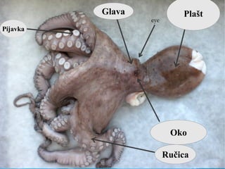 Pijavka
Glava Plašt
Oko
Ručica
 