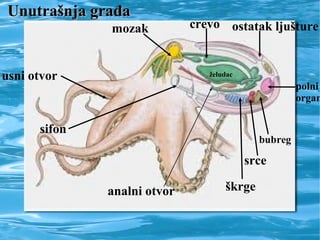 Unutrašnja građaUnutrašnja građa
sifon
usni otvor
mozak crevo ostatak ljušture
polni
organ
bubreg
srce
škrgeanalni otvor
želudac
 