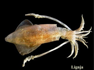 Lignja
 