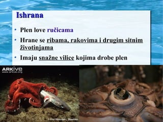 IshranaIshrana
Plen love ručicama
Hrane se ribama, rakovima i drugim sitnim
životinjama
Imaju snažne vilice kojima drobe plen
 