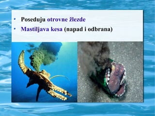 Poseduju otrovne žlezde
Mastiljava kesa (napad i odbrana)
 