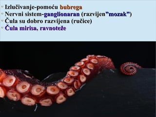 Izlučivanje-pomoćuIzlučivanje-pomoću bubregabubrega
Nervni sistem-Nervni sistem-ganglionaranganglionaran (razvijen(razvijen”mozak””mozak”))
Čula su dobro razvijena (ručice)Čula su dobro razvijena (ručice)
Čula mirisaČula mirisa,, ravnotežeravnoteže
 