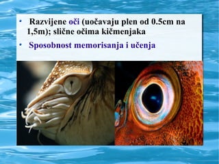 Razvijene oči (uočavaju plen od 0.5cm na
1,5m); slične očima kičmenjaka
Sposobnost memorisanja i učenja
 