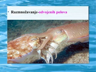 Razmnožavanje-odvojenih polova
 