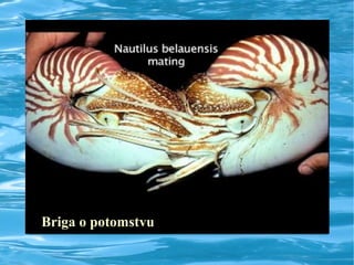 Briga o potomstvu
 