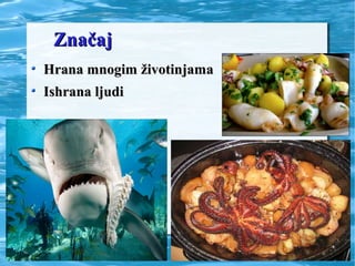 ZnačajZnačaj
Hrana mnogim životinjamaHrana mnogim životinjama
Ishrana ljudiIshrana ljudi
 