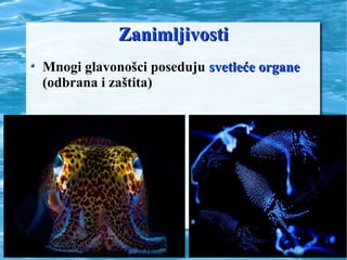 ZanimljivostiZanimljivosti
Mnogi glavonošci poseduju svetleće organesvetleće organe
(odbrana i zaštita)
 