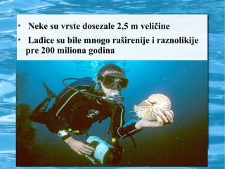 Neke su vrste dosezale 2,5 m veličine
Lađice su bile mnogo raširenije i raznolikije
pre 200 miliona godina
 
