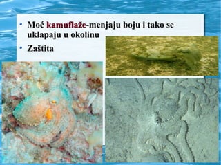 MoćMoć kamuflažekamuflaže-menjaju boju i tako se-menjaju boju i tako se
uklapaju u okolinuuklapaju u okolinu
ZaštitaZaštita
 