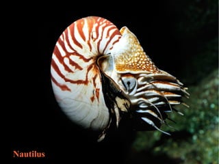 Nautilus
 