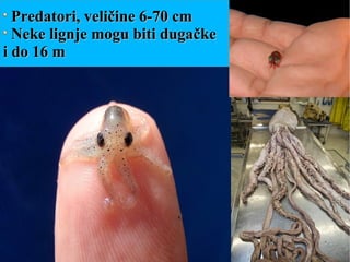 Predatori, veličine 6-70 cmPredatori, veličine 6-70 cm
Neke lignje mogu biti dugačkeNeke lignje mogu biti dugačke
i do 16 mi do 16 m
 