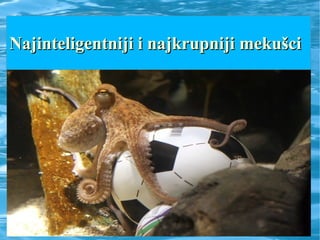 Najinteligentniji i najkrupniji mekušciNajinteligentniji i najkrupniji mekušci
 