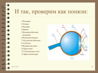 И так, проверим как поняли: 1.Роговица 2.Склера 3.Радужка 4.Зрачок 5.Белковая оболочка (видимая) 6.Ресничная мышца 7.Сосудистая оболочка 8. Сетчатка 9.Водянистая влага 10.Хрусталик 11.Стекловидное тело 12.Зрительный нерв 