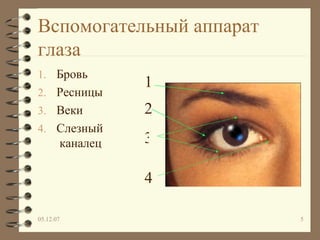 Вспомогательный аппарат глаза Бровь Ресницы Веки Слезный  каналец 1 2 3 4 