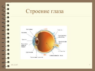 Строение глаза 