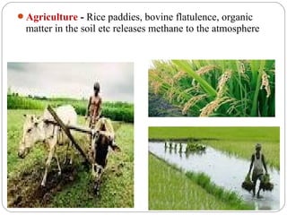 Agriculture - Rice paddies, bovine flatulence, organic
  matter in the soil etc releases methane to the atmosphere
 