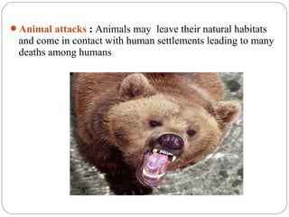 Animal attacks : Animals may leave their natural habitats
 and come in contact with human settlements leading to many
 deaths among humans
 