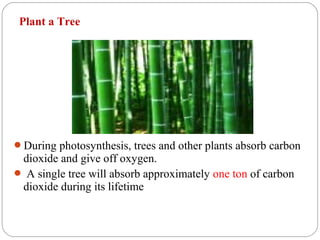 Plant a Tree




During photosynthesis, trees and other plants absorb carbon
 dioxide and give off oxygen.
 A single tree will absorb approximately one ton of carbon
 dioxide during its lifetime
 