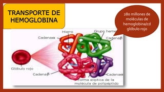 TRANSPORTE DE
HEMOGLOBINA
280 millones de
moléculas de
hemoglobina/cd
glóbulo rojo
 