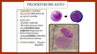 : Diámetro de
14-19 um, ovoide.
:
-Grande, redondo
-De color púrpura claro
con cromatina laxa
uniforme dispuesta en
forma filamentosa
-2 a 3 nucléolos rodeados
de cromatina intensa.
: -Escaso
-Basófilo.
 