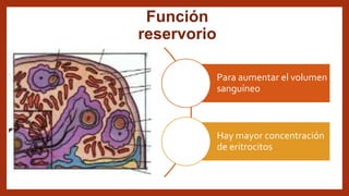 Función
reservorio
Para aumentar el volumen
sanguíneo
Hay mayor concentración
de eritrocitos
 