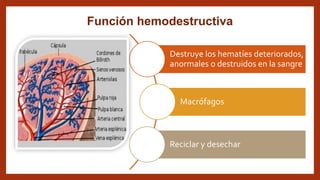 Función hemodestructiva
Destruye los hematíes deteriorados,
anormales o destruidos en la sangre
Macrófagos
Reciclar y desechar
 