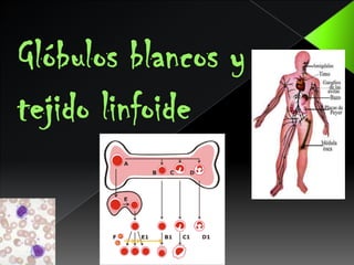 Glóbulos blancos y tejido linfoide 