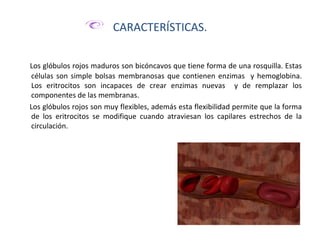 Glóbulos rojos | PPT