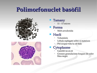 Polimorfonuclet basòfil Tamany 11 - 13 micres Forma Molt arrodonida Nucli Voluminós Lòbuls replegats sobre si mateixos Pot ocupar tota la cèl·lula Cytoplasme Gairebé no en té Grosses granulacions fosques de color blau-negre 