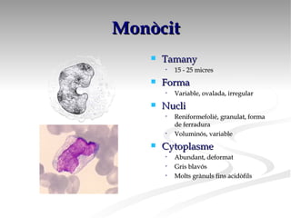 Monòcit Tamany 15 - 25 micres Forma Variable, ovalada, irregular Nucli Reniformefolié, granulat, forma de ferradura Voluminós, variable Cytoplasme Abundant, deformat Gris blavós Molts grànuls fins acidòfils  