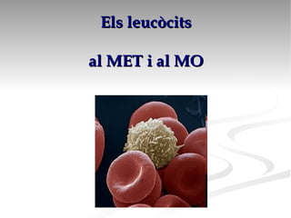 Els leucòcits   al MET i al MO 