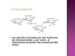  son glúcidos formados por dos moléculas
de monosacáridos y, por tanto, al
hidrolizarse producen dos monosacáridos
libres.