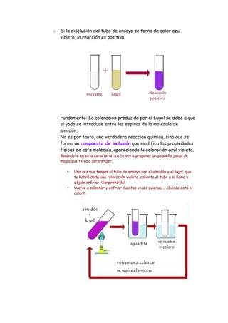 o   Si la disolución del tubo de ensayo se torna de color azul-
    violeta, la reacción es positiva.




    Fundamento: La coloración producida por el Lugol se debe a que
    el yodo se introduce entre las espiras de la molécula de
    almidón.
    No es por tanto, una verdadera reacción química, sino que se
    forma un compuesto de inclusión que modifica las propiedades
    físicas de esta molécula, apareciendo la coloración azul violeta.
    Basándote en esta característica te voy a proponer un pequeño juego de
    magia que te va a sorprender:

          Una vez que tengas el tubo de ensayo con el almidón y el lugol, que
           te habrá dado una coloración violeta, calienta el tubo a la llama y
           déjalo enfriar. !Sorprendido¡.
          Vuelve a calentar y enfriar cuantas veces quieras.... ¿Dónde está el
           color?.
 