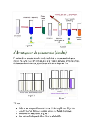 Figura 4
                                                      Figura 5




El polisacárido almidón se colorea de azul-violeta en presencia de yodo,
debido no a una reacción química, sino a la fijación del yodo en la superficie
de la molécula del almidón, fijación que sólo tiene lugar en frío.




                 Figura 6
                                                     Figura 7

Técnica:

   •   Colocar en una gradilla muestras de distintos glúcidos. Figura 6
   •   Añadir 5 gotas de Lugol en cada uno de los tubos de ensayo.
   •   Observar los resultados. Figura 7.
   •   Con este método puede identificarse el almidón.
 