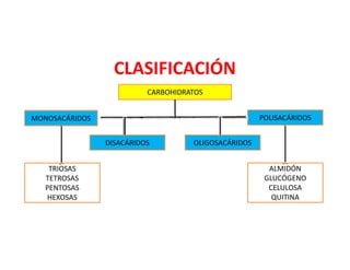 CLASIFICACIÓN
CARBOHIDRATOS
MONOSACÁRIDOS
DISACÁRIDOS OLIGOSACÁRIDOS
POLISACÁRIDOS
TRIOSAS
TETROSAS
PENTOSAS
HEXOSAS
ALMIDÓN
GLUCÓGENO
CELULOSA
QUITINA
 