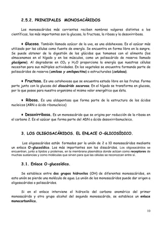 10
2.5.2. PRINCIPALES MONOSACÁRIDOS
Los monosacáridos más corrientes reciben nombres vulgares distintos a los
científicos, los más importantes son la glucosa, la fructosa, la ribosa y la desoxirribosa.
♦Glucosa. También llamada azúcar de la uva, es una aldohexosa. Es el azúcar más
utilizado por las células como fuente de energía. Se encuentra en forma libre en la sangre.
Se puede obtener de la digestión de los glúcidos que tomamos con el alimento (los
almacenamos en el hígado y en los músculos, como un polisacárido de reserva llamado
glucógeno). Al degradarse en CO2 y H2O proporciona la energía que nuestras células
necesitan para sus múltiples actividades. En los vegetales se encuentra formando parte de
polisacáridos de reserva (amilosa y amilopectina) o estructurales (celulosa).
♦Fructosa. Es una cetohexosa que se encuentra estado libre en las frutas. Forma
parte junto con la glucosa del disacárido sacarosa. En el hígado se transforma en glucosa,
por lo que posee para nuestro organismo el mismo valor energético que ésta.
♦ Ribosa. Es una aldopentosa que forma parte de la estructura de los ácidos
nucleicos (ARN o ácido ribonucleico)
♦Desoxirribosa. Es un monosacárido que se origina por reducción de la ribosa en
el carbono 2. Es el azúcar que forma parte del ADN o ácido desoxirribonucleico.
3. LOS OLIGOSACÁRIDOS. EL ENLACE O-GLICOSÍDICO.
Los oligosacáridos están formados por la unión de 2 a 10 monosacáridos mediante
un enlace O-glucosídico. Los más importantes son los disacáridos. Los oligosacáridos se
encuentran, junto a lípidos y proteínas, en la membrana plasmática donde actúan como receptores de
muchas sustancias y como moléculas que sirven para que las células se reconozcan entre sí.
3.1. Enlace O-glucosídico.
Se establece entre dos grupos hidroxilos (OH) de diferentes monosacáridos, en
esta unión se pierde una molécula de agua. La unión de los monosacáridos puede dar origen a
oligosacáridos o polisacáridos.
Si en el enlace interviene el hidroxilo del carbono anomérico del primer
monosacárido y otro grupo alcohol del segundo monosacárido, se establece un enlace
monocarbonílico.
 