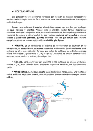12
4. POLISACÁRIDOS
Los polisacáridos son polímeros formados por la unión de muchos monosacáridos
mediante enlaces O-glucosídicos. En el proceso de unión de n monosacáridos se liberan (n-1)
moléculas de agua.
Poseen características diferentes a las de los azúcares más sencillos, son insolubles
en agua, insípidos y amorfos. Algunos como el almidón, pueden formar dispersiones
coloidales en el agua. Ninguno de ellos posee carácter reductor. Desempeñan generalmente
funciones de reserva o estructurales; los que realizan funciones estructurales presentan
enlaces -glucosídicos (celulosa, quitina), mientras que los que actúan como reserva
energética presentan enlaces -glucosídicos (almidón, glucógeno).
♦Almidón. Es un polisacárido de reserva de los vegetales, se acumulan en los
amiloplastos, es especialmente abundante en semillas y tubérculos. Estructuralmente es un
polímero de alto peso molecular formado por miles de moléculas de -D-glucopiranosa,
unidas por enlaces O-glucosídicos (1-4) y (1-6). Los granos de almidón constan de dos
unidades estructurales, la amilasa y la amilopectina.
▪Amilasa. Está constituida por unas 200 ó 300 moléculas de glucosa unidas por
enlaces (1-4). Esta cadena a su vez adopta una disposición helicoidal, con 6 glucosas cada
vuelta.
▪Amilopectina. La molécula adopta una disposición en hélice, dando una vuelta por
cada 6 moléculas de glucosa, además, cada 12 glucosas, presenta ramificaciones por uniones
(1-6)
 