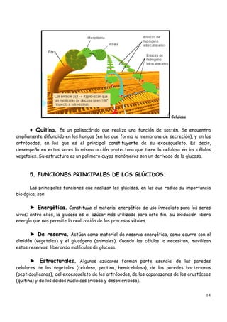 14
Celulosa
♦Quitina. Es un polisacárido que realiza una función de sostén. Se encuentra
ampliamente difundido en los hongos (en los que forma la membrana de secreción), y en los
artrópodos, en los que es el principal constituyente de su exoesqueleto. Es decir,
desempeña en estos seres la misma acción protectora que tiene la celulosa en las células
vegetales. Su estructura es un polímero cuyos monómeros son un derivado de la glucosa.
5. FUNCIONES PRINCIPALES DE LOS GLÚCIDOS.
Las principales funciones que realizan los glúcidos, en las que radica su importancia
biológica, son:
► Energética. Constituye el material energético de uso inmediato para los seres
vivos; entre ellos, la glucosa es el azúcar más utilizado para este fin. Su oxidación libera
energía que nos permite la realización de los procesos vitales.
► De reserva. Actúan como material de reserva energética, como ocurre con el
almidón (vegetales) y el glucógeno (animales). Cuando las células lo necesitan, movilizan
estas reservas, liberando moléculas de glucosa.
► Estructurales. Algunos azúcares forman parte esencial de las paredes
celulares de los vegetales (celulosa, pectina, hemicelulosa), de las paredes bacterianas
(peptidoglicanos), del exoesqueleto de los artrópodos, de los caparazones de los crustáceos
(quitina) y de los ácidos nucleicos (ribosa y desoxirribosa).
 