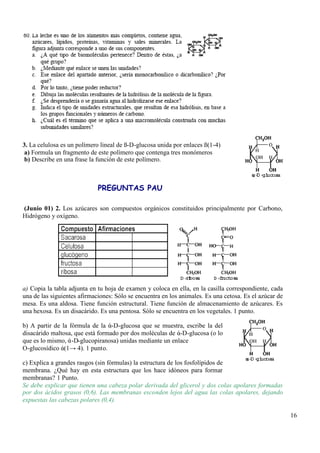 16
3. La celulosa es un polímero lineal de ß-D-glucosa unida por enlaces ß(1-4)
a) Formula un fragmento de este polímero que contenga tres monómeros
b) Describe en una frase la función de este polímero.
PREGUNTAS PAU
(Junio 01) 2. Los azúcares son compuestos orgánicos constituidos principalmente por Carbono,
Hidrógeno y oxígeno.
a) Copia la tabla adjunta en tu hoja de examen y coloca en ella, en la casilla correspondiente, cada
una de las siguientes afirmaciones: Sólo se encuentra en los animales. Es una cetosa. Es el azúcar de
mesa. Es una aldosa. Tiene función estructural. Tiene función de almacenamiento de azúcares. Es
una hexosa. Es un disacárido. Es una pentosa. Sólo se encuentra en los vegetales. 1 punto.
b) A partir de la fórmula de la ά-D-glucosa que se muestra, escribe la del
disacárido maltosa, que está formado por dos moléculas de ά-D-glucosa (o lo
que es lo mismo, ά-D-glucopiranosa) unidas mediante un enlace
O-glucosídico ά(1→ 4). 1 punto.
c) Explica a grandes rasgos (sin fórmulas) la estructura de los fosfolípidos de
membrana. ¿Qué hay en esta estructura que los hace idóneos para formar
membranas? 1 Punto.
Se debe explicar que tienen una cabeza polar derivada del glicerol y dos colas apolares formadas
por dos ácidos grasos (0,6). Las membranas esconden lejos del agua las colas apolares, dejando
expuestas las cabezas polares (0,4).
 