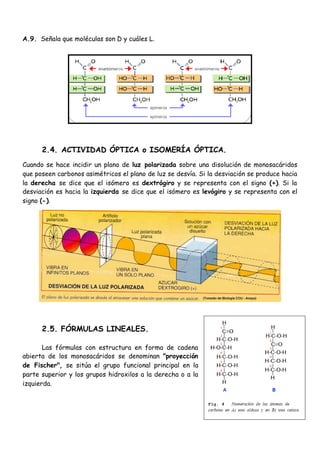 6
A.9. Señala que moléculas son D y cuáles L.
2.4. ACTIVIDAD ÓPTICA o ISOMERÍA ÓPTICA.
Cuando se hace incidir un plano de luz polarizada sobre una disolución de monosacáridos
que poseen carbonos asimétricos el plano de luz se desvía. Si la desviación se produce hacia
la derecha se dice que el isómero es dextrógiro y se representa con el signo (+). Si la
desviación es hacia la izquierda se dice que el isómero es levógiro y se representa con el
signo (-).
2.5. FÓRMULAS LINEALES.
Las fórmulas con estructura en forma de cadena
abierta de los monosacáridos se denominan "proyección
de Fischer", se sitúa el grupo funcional principal en la
parte superior y los grupos hidroxilos a la derecha o a la
izquierda.
 