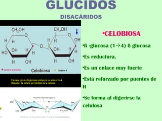 GLÚCIDOS DISACÁRIDOS CELOBIOSA ß -glucosa (1  4) ß glucosa Es reductora. Es un enlace muy fuerte Está reforzado por puentes de H Se forma al digerirse la celulosa 