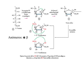 Anómeros: α β
 