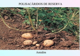 Amidón
POLISACÁRIDOS DE RESERVA
 