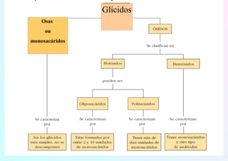 Glícidos
Osas
ou
monosacáridos
 